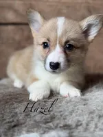 Hazel, a female Pembroke Welsh Corgi for sale in Centralia, WA – Photo 1 of 3