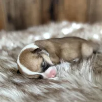 Hazel, a female Pembroke Welsh Corgi for sale in Centralia, WA – Photo 3 of 3