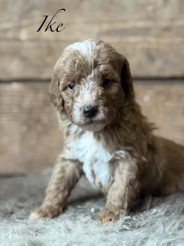 Ike – Poodle - Miniature  puppy for sale in Centralia, WA