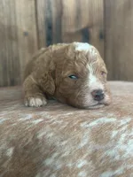 Ike, a male Poodle - Miniature  for sale in Centralia, WA – Photo 3 of 3