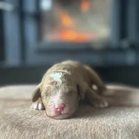 Ike, a male Poodle - Miniature  for sale in Centralia, WA – Photo 2 of 3