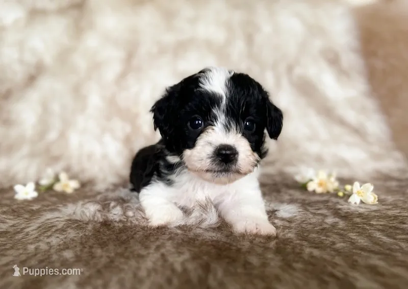 Jack – Miniature Aussiedoodle puppy for sale in Centralia, WA