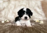 Jack, a male Miniature Aussiedoodle for sale in Centralia, WA – 1 of 1