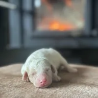 Irma, a female Poodle - Miniature  for sale in Centralia, WA – Photo 2 of 3