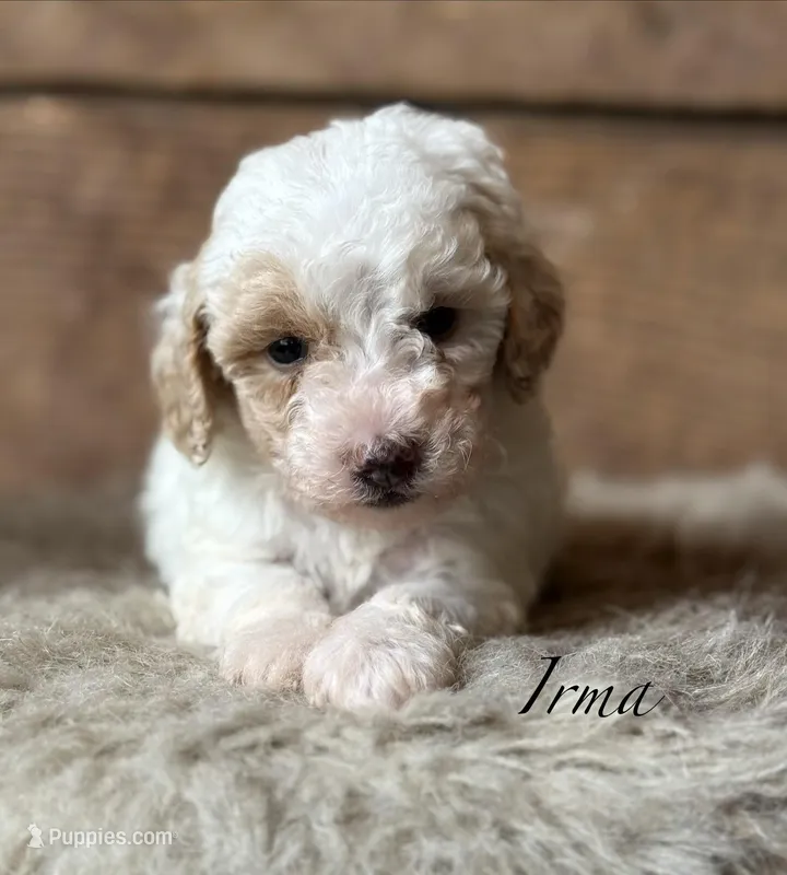 Irma – Poodle - Miniature  puppy for sale in Centralia, WA