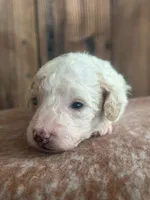 Irma, a female Poodle - Miniature  for sale in Centralia, WA – Photo 3 of 3