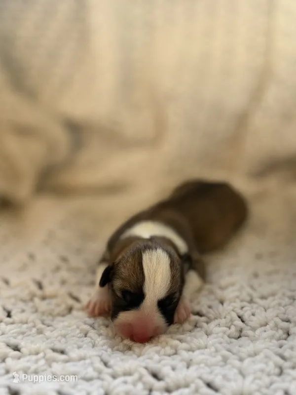 Lime – Pembroke Welsh Corgi puppy for sale in Centralia, WA