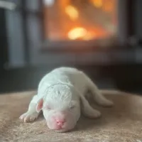 Ida, a female Poodle - Miniature  for sale in Centralia, WA – Photo 2 of 4