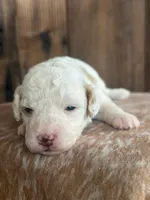 Ida, a female Poodle - Miniature  for sale in Centralia, WA – Photo 3 of 4