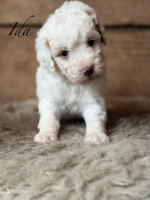Ida – Poodle - Miniature  puppy for sale in Centralia, WA