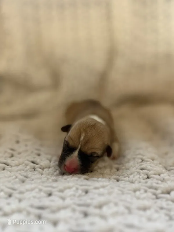 Lasagna – Pembroke Welsh Corgi puppy for sale in Centralia, WA