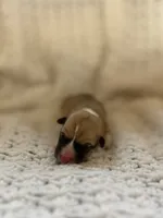 Lasagna, a male Pembroke Welsh Corgi for sale in Centralia, WA – 1 of 1