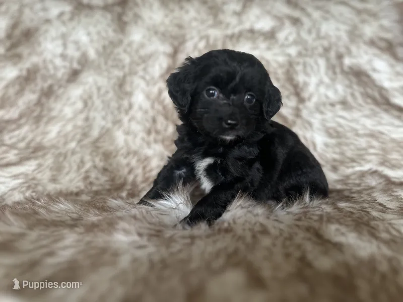Jake – Miniature Aussiedoodle puppy for sale in Centralia, WA