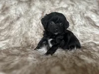 Jake, a male Miniature Aussiedoodle for sale in Centralia, WA – 1 of 1