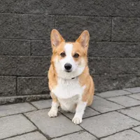 Gracie, a female Pembroke Welsh Corgi for sale in Centralia, WA – Photo 1 of 3