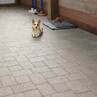 Gracie, a female Pembroke Welsh Corgi for sale in Centralia, WA – Photo 3 of 3
