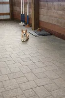 Gracie, a female Pembroke Welsh Corgi for sale in Centralia, WA – Photo 3 of 3