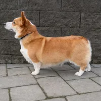 Gracie, a female Pembroke Welsh Corgi for sale in Centralia, WA – Photo 2 of 3