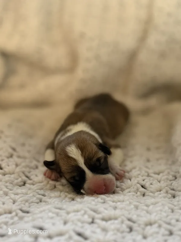 Lobster – Pembroke Welsh Corgi puppy for sale in Centralia, WA