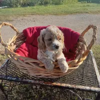 Tank, a male Cockapoo for sale in Waco, TX – 4 of 8