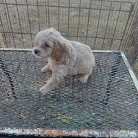 Spring, a female Cockapoo for sale in Waco, TX – 2 of 8
