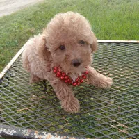 Rosebud, a female Poodle - Toy  for sale in Waco, TX – 4 of 6