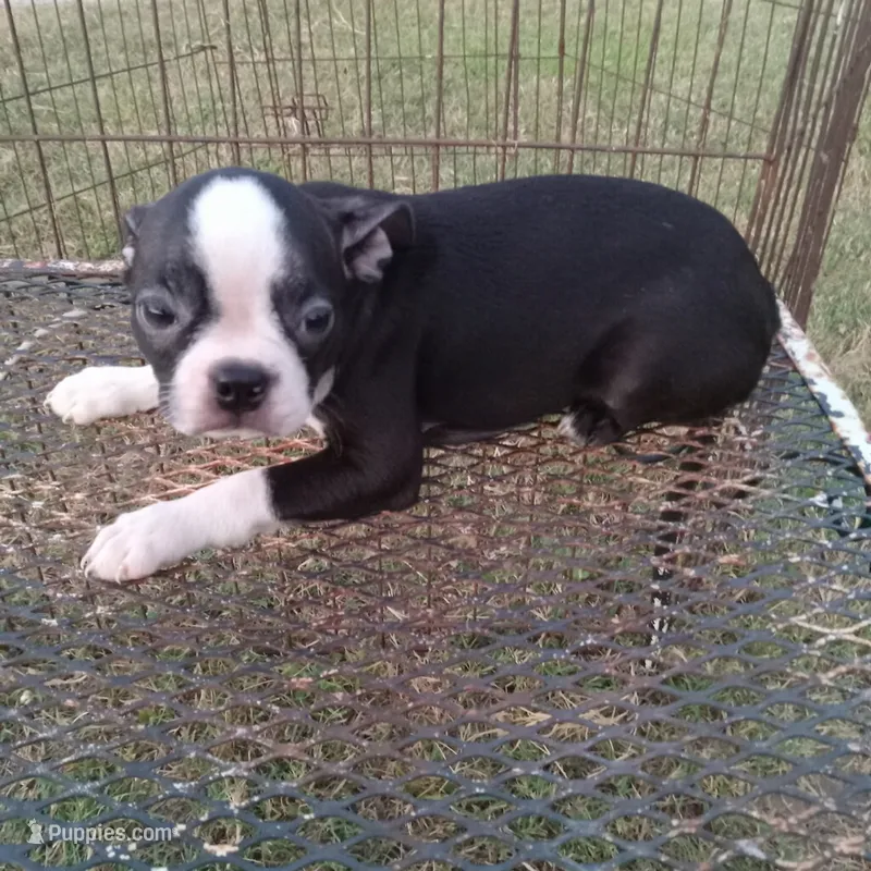 Stockings – Boston Terrier puppy for sale in Waco, TX