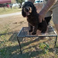 Cocoa, a male Cockapoo for sale in Waco, TX – 6 of 7