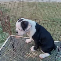 Spot, a male Boston Terrier for sale in Waco, TX – 5 of 7