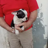 Spot, a male Boston Terrier for sale in Waco, TX – 4 of 5