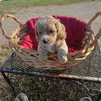 Tank, a male Cockapoo for sale in Waco, TX – 6 of 8