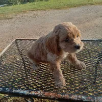 Creek, a male Cockapoo for sale in Waco, TX – 2 of 8