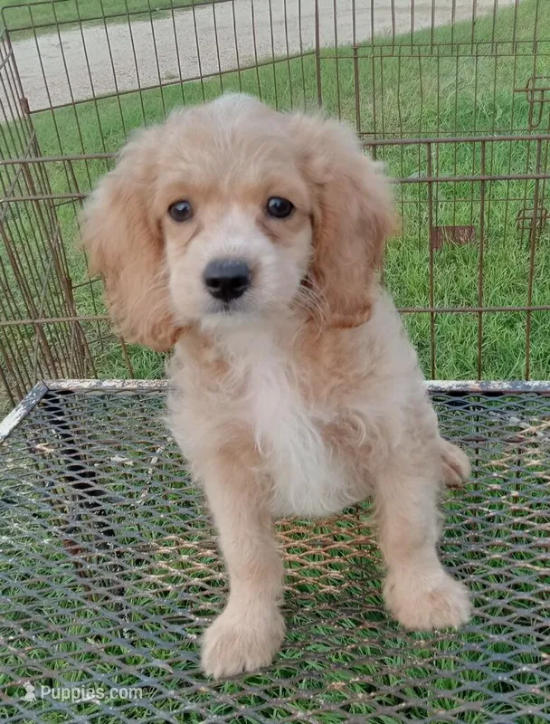 Cloud – Cockapoo puppy on hold in Waco, TX