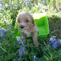 Cloud, a male Cockapoo for sale in Waco, TX – Photo 1 of 6