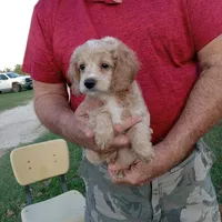 Cloud, a male Cocker Spaniel and Poodle - Toy  for sale in Waco, TX – Photo 4 of 6