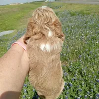 Cloud, a male Cockapoo for sale in Waco, TX – Photo 2 of 6