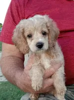 Cloud, a male Cocker Spaniel and Poodle - Toy  for sale in Waco, TX – Photo 1 of 6
