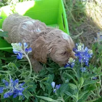 Cloud, a male Cockapoo for sale in Waco, TX – Photo 3 of 6