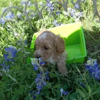 Cloud, a male Cockapoo for sale in Waco, TX – Photo 4 of 6