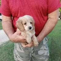 Cloud, a male Cocker Spaniel and Poodle - Toy  for sale in Waco, TX – Photo 3 of 6