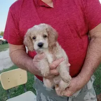 Cloud, a male Cocker Spaniel and Poodle - Toy  for sale in Waco, TX – Photo 5 of 6