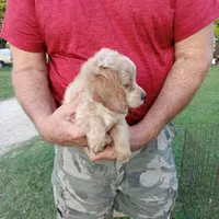 Cloud, a male Cocker Spaniel and Poodle - Toy  for sale in Waco, TX – Photo 2 of 6