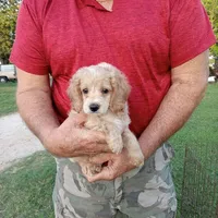 Cloud, a male Cocker Spaniel and Poodle - Toy  for sale in Waco, TX – Photo 6 of 6