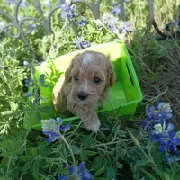 Cloud, a male Cockapoo for sale in Waco, TX – Photo 6 of 6