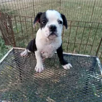 Spot, a male Boston Terrier for sale in Waco, TX – 4 of 7