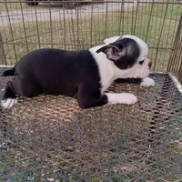 Patches, a female Boston Terrier for sale in Waco, TX – 6 of 6