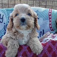 Summer, a female Cockapoo for sale in Waco, TX – 3 of 8