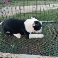 Spot, a male Boston Terrier for sale in Waco, TX – 3 of 6
