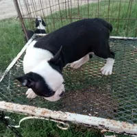 Flashie, a female Boston Terrier for sale in Waco, TX – 2 of 6