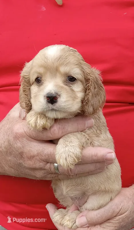 Blonde – Cocker Spaniel puppy for sale in Waco, TX